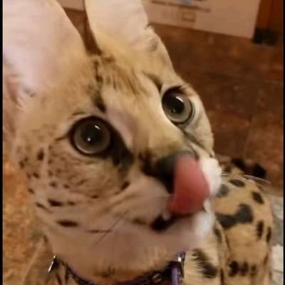 けものフレンズ 大好きです
CN/EN is OK,日本語 ➡️ Translator
もしあなたが私の落書きが好きだったり、ちょっとした励ましをくれたら私はとても嬉しいです!🥺