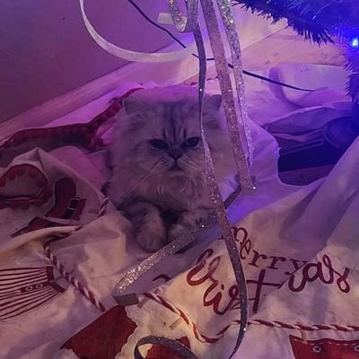 angelsrock1429's profile picture. Texas proud 🇺🇸 America proud 🇺🇸FlyEaglesFly 🦅 Persian cat owner 🐱🐈 American Akita owner 🐕