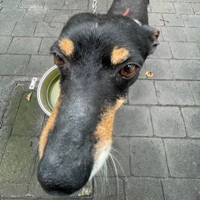 olatxcrack's profile picture. average mitski fan
en mi arco dellusional