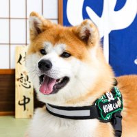 秋田犬の利休くん🍵 (@rikyu_akitainu) 's Twitter Profile