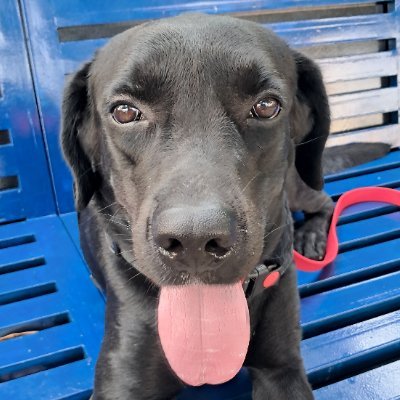 Lab who loves treats, walks, & my Dad.
🇨🇦 Canadian origin
🇬🇧 British ancestry
🇵🇭 Born and living in the Philippines
🇮🇱 Understands Hebrew commands
