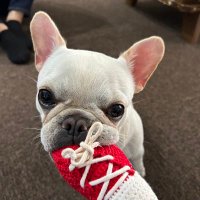 ノーサン@twitch配信者 (@northankayuda) 's Twitter Profile
