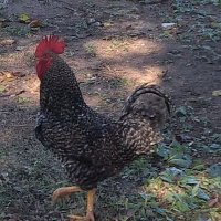 Gustavo Centurión (@guscent833) 's Twitter Profile