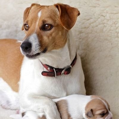 Our puppies are the most healthy in the world