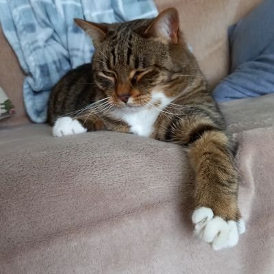 NffcFredX's profile picture. 
