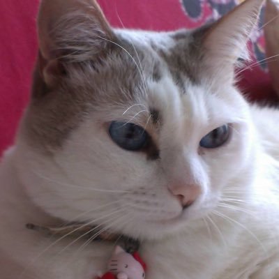 LiciaLutetia's profile picture. 