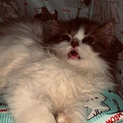 killucatti's profile picture. KILLU CAT