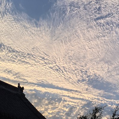 lchoyng879600's profile picture. 