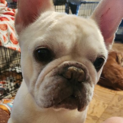 jungleroomcom's profile picture. “I was named after the next-door neighbor's German shepherd. It was either that or Cadillac Smith.”

―― Rex Smith