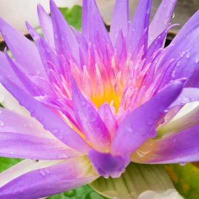 Nanerh117861's profile picture. 