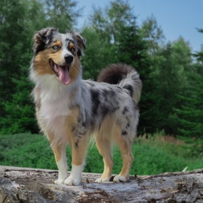 HvK IDrop Profile