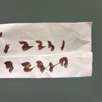 手風琴 (@0117totwwi0717) 's Twitter Profile