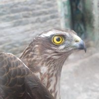 ابو هيثم الحضرمي (@abo_hythm2382) 's Twitter Profile