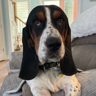 I am a Lucky Basset Hound that adopted my humans. I got a big sister Kenzie and I have a pet pig named LuLu. #AdoptDontShop