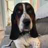DesiluPig1's profile picture. I am a Lucky Basset Hound that adopted my humans. I got a big sister Kenzie and I have a pet pig named LuLu. #AdoptDontShop