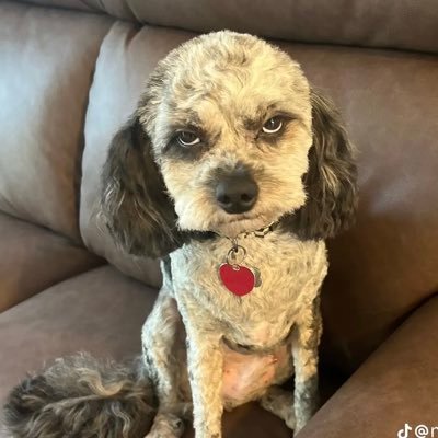 kaiyasmain's profile picture. 