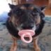 baby dog (@babydogreal) Twitter profile photo baby dog (@babydogreal) Twitter profile photo