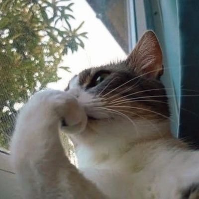 U slobodno vrijeme tweetam, u radno vrijeme isto to.
Živim u vremenskoj zoni između ironije i kafe.
Nepismen, koristim ChatGPT.