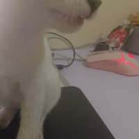 platonical monkey (@wlana9d68f) 's Twitter Profile