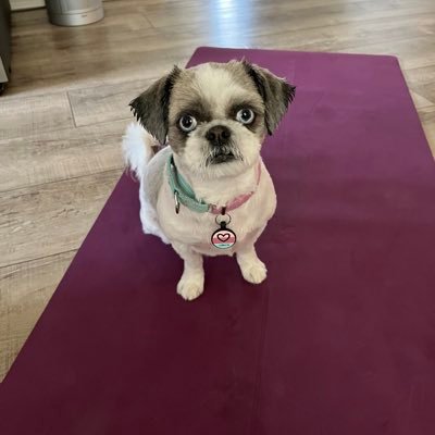 HodgeKT23's profile picture. Academic Support Assistant | Wife, Mom, Waste Reducer | Yoga Lover | Eternal supporter of ALL students I @EPSDShoemaker  #EastPennPROUD