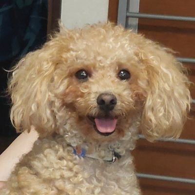 元気な犬ぽんちゅらすさんのプロフィール画像