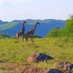 ATWA Tourism (@atwatourism) Twitter profile photo ATWA Tourism (@atwatourism) Twitter profile photo