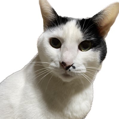 morusan12345's profile picture. (*ﾟ∀ﾟ)