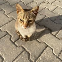 Elif (@elifyldrmnm) 's Twitter Profile