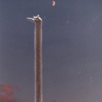 I_Research_Shitters (@multi_coiner) 's Twitter Profile Photo I_Research_Shitters (@multi_coiner) 's Twitter Profile Photo