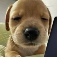 諾司𝐍𝐨𝐫𝐭𝐡 (@lamb_in_hell) 's Twitter Profile