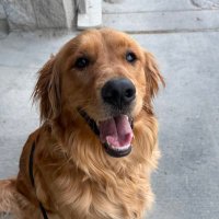 LvilleRabbit (@lvillerabbit) 's Twitter Profile