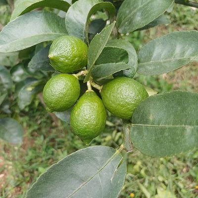 Motita1168's profile picture. Pago impuestos, por lo que puedo y debo opinar sobre la política económica de mi país, no coincido con YSQ.