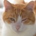 Angel Sir Pickle Longpaw🐾🇨🇦 Profile picture