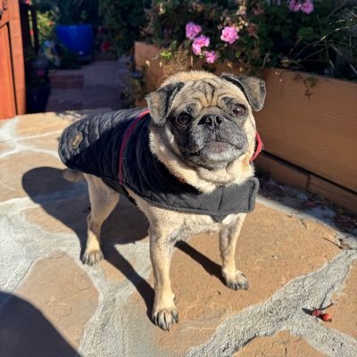 pugdogmaya's profile picture. peenoot booter and carroot