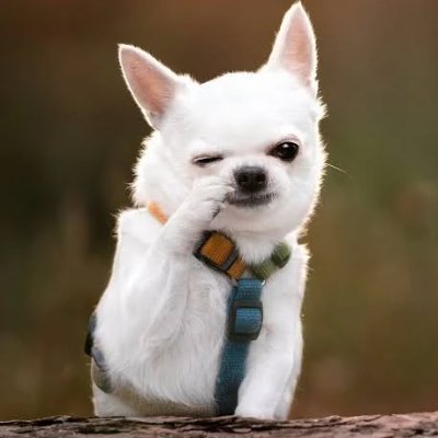 1maplex's profile picture. goat