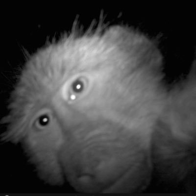 etherealearthh's profile picture. baboon