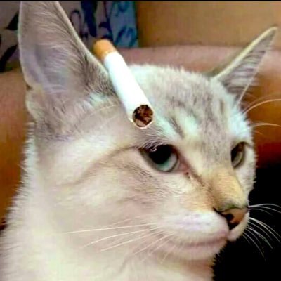 fuckgusinhisass's profile picture. smash 6 save meeeee | fuck howard