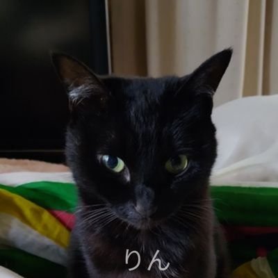 いきなりDMお断り‼
黒猫🐈⬛のりん♀とキジトラ😺の
まる♂・ミィ♀・イオ♂が主役のアカウント!🐾💙
猫たちとの暮らし、娘と夫のお弁当記録を綴っています。
同じく猫好きさんや料理好きの方とつながれたら嬉しいです💕✨
趣味は料理と猫のことを語ること🐱
興味が合う方、ぜひ仲良くしてください!🐾💖
千葉県