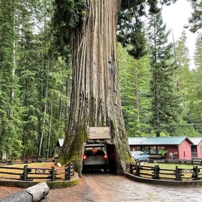 Californian. 🇺🇸 Love my family. Love the Sierras and the Sequoias🌲. Love my country. 🇺🇸Stand by the Constitution. 🚫DMs unless I follow you.