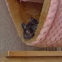 はぎや (@subhagi11) 's Twitter Profile