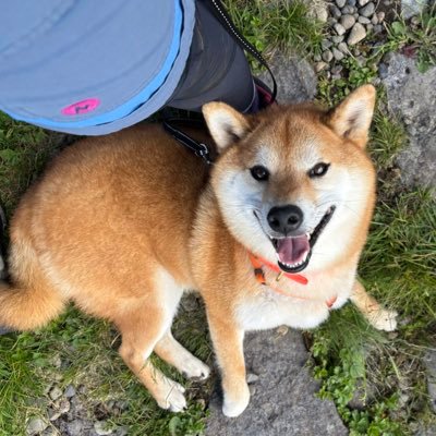 🎂2022.02.27 💘2022.05.03 🏠2022.05.28 🐕赤柴♂ / 3歳 15kgデカめな柴 /わんぱくで逞しく育ったもはや小学男子👦/山登る犬🥾/ 旅犬🧳 / スキー犬⛷️/ガウガウ暴れん坊だけど抱っこ大好き甘えん坊🐶/特技はヘソ天🍤/人が大好きすぎる🐾