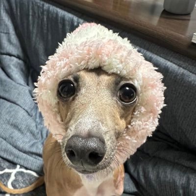 hinaitako's profile picture. イタグレ初心者☺️2022.07.03♀おてんば娘(🐕)と旦那と暮らしてます。北国出身、ちょい北国在住。好きなものはお酒とグルメと旅行とバイクと愛犬❤️無言フォロー失礼します🙇🏻‍♀️