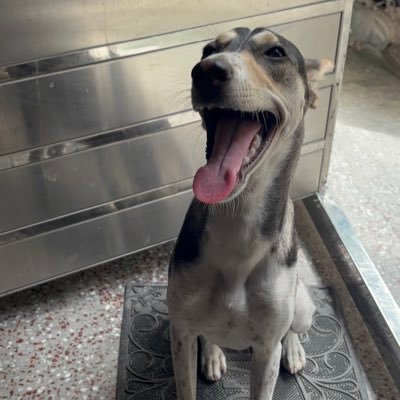 aditikishor04's profile picture. My personal diary entry. 
(Sort of)