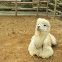 アルパカQAJF (@alpaca_qajf) 's Twitter Profile