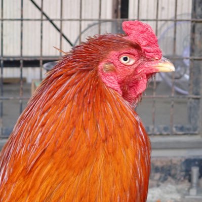 nojarori343_2's profile picture. 鳴かれた時はより大きく鳴き返せ