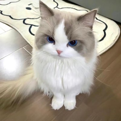 yanyangjug's profile picture. 互换女仆➕q 3068711826