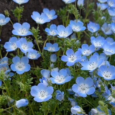 Keico_hidelove's profile picture. 40代主婦です！子育て奮闘中！コメ推しです🍚
学会4世です✨️✨️
好きな言葉　冬は必ず春となる🇧🇪　桜梅桃李🇧🇪
基本　Xは見る専門ですが少しずつ発信していきたいと思ってます。
SnowManも大好き❤特に舘様🌹推し✨️✨️