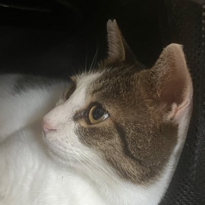 まじめさんのプロフィール画像
