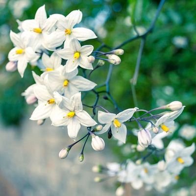 MnOrkid's profile picture. 🌿