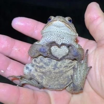 Mrboruk's profile picture. 被小白兔拿去擦屁屁的大狗熊